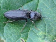 Dicronychus