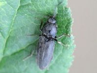 Dicronychus