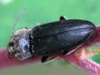 Dicronychus
