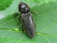 Dicronychus