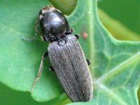 Dicronychus cinereus