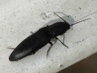 Ectinus aterrimus, Wald-Humusschnellkäfer