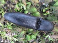 Ectinus aterrimus, Wald-Humusschnellkäfer