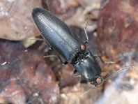 Ectinus aterrimus, Wald-Humusschnellkäfer