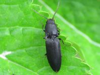 Ectinus aterrimus, Wald-Humusschnellkäfer