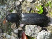 Ectinus aterrimus, Wald-Humusschnellkäfer