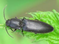 Ectinus aterrimus, Wald-Humusschnellkäfer