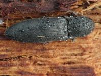 Ectinus aterrimus, Wald-Humusschnellkäfer