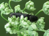 Ectinus aterrimus, Wald-Humusschnellkäfer