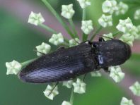 Ectinus aterrimus, Wald-Humusschnellkäfer