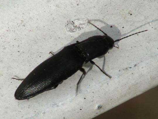 Ectinus aterrimus, Wald-Humusschnellkäfer