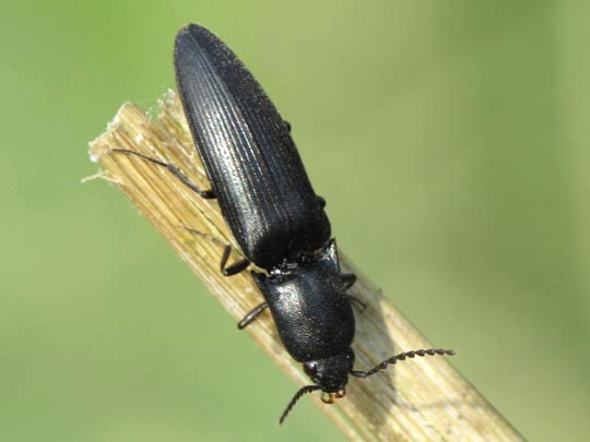 Ectinus aterrimus, Wald-Humusschnellkäfer