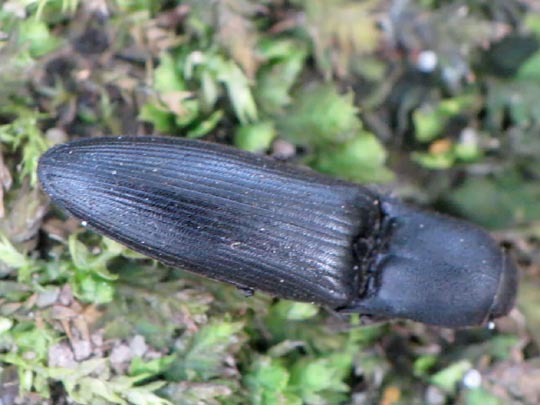 Ectinus aterrimus, Wald-Humusschnellkäfer