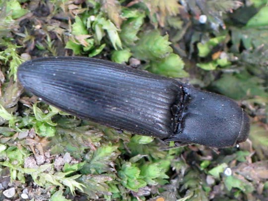 Ectinus aterrimus, Wald-Humusschnellkäfer