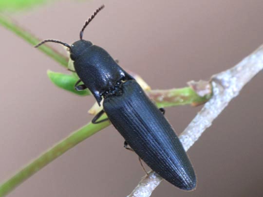 Ectinus aterrimus, Wald-Humusschnellkäfer