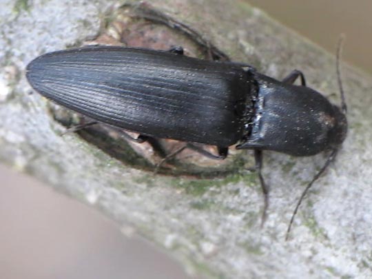 Ectinus aterrimus, Wald-Humusschnellkäfer
