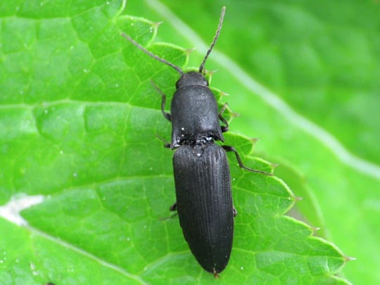 Ectinus aterrimus, Wald-Humusschnellkäfer