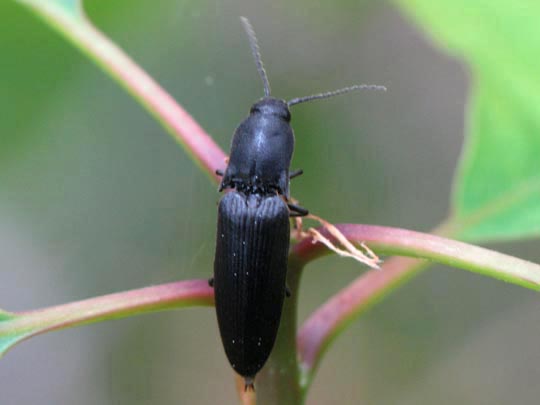 Ectinus aterrimus, Wald-Humusschnellkäfer