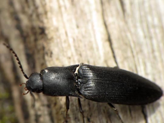 Ectinus aterrimus, Wald-Humusschnellkäfer