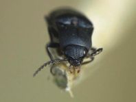 Ectinus aterrimus, Wald-Humusschnellkäfer