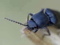 Ectinus aterrimus, Wald-Humusschnellkäfer