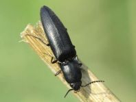 Ectinus aterrimus, Wald-Humusschnellkäfer