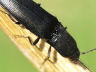 Ectinus aterrimus, Wald-Humusschnellkäfer
