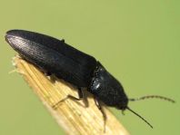 Ectinus aterrimus, Wald-Humusschnellkäfer
