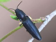 Ectinus aterrimus, Wald-Humusschnellkäfer