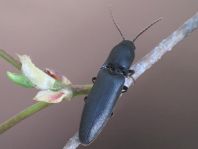 Ectinus aterrimus, Wald-Humusschnellkäfer