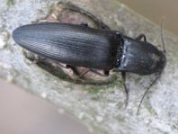 Ectinus aterrimus, Wald-Humusschnellkäfer