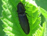 Ectinus aterrimus, Wald-Humusschnellkäfer