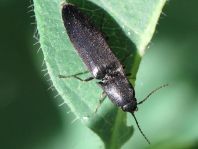 Ectinus aterrimus, Wald-Humusschnellkäfer
