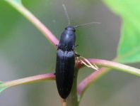 Ectinus aterrimus, Wald-Humusschnellkäfer