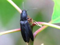Ectinus aterrimus, Wald-Humusschnellkäfer