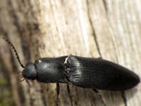 Ectinus aterrimus, Wald-Humusschnellkäfer