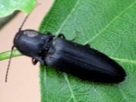 Ectinus aterrimus, Wald-Humusschnellkäfer