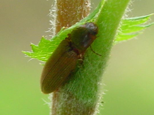Athous subfuscus