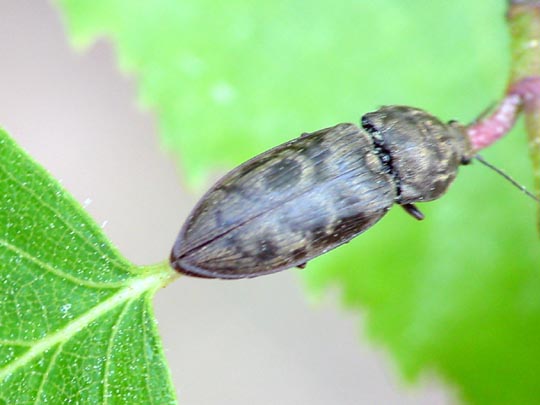 Seidenhaariger Schnellkäfer, Prosternon tessellatum