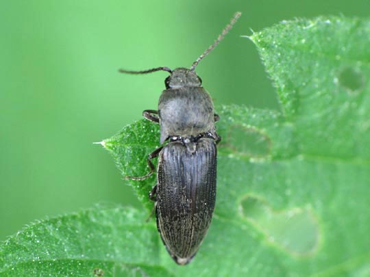 Elateridae, Schnellkäfer