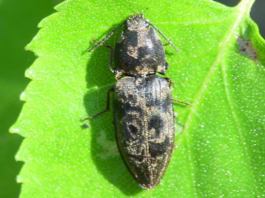 Seidenhaariger Schnellkäfer, Prosternon tessellatum