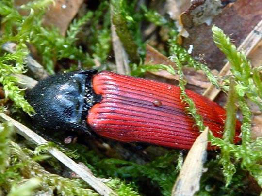 Ampedus sp.