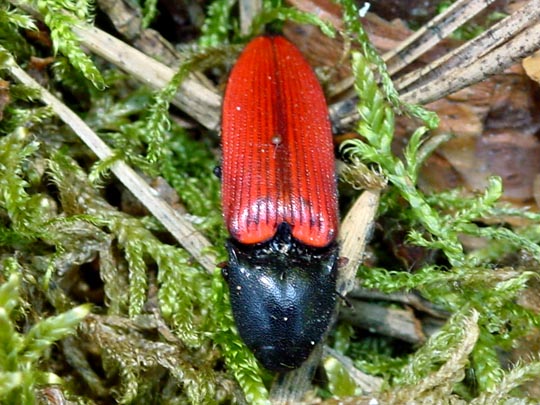 Ampedus sp.