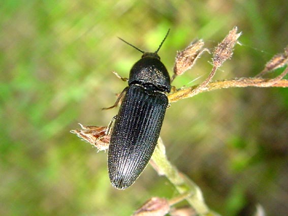 Schnellkäfer, Melanotus punctatosulcatus