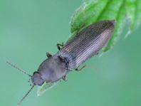Haplotarsus incanus