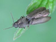 Haplotarsus incanus