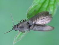 Haplotarsus incanus