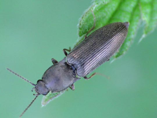 Haplotarsus incanus