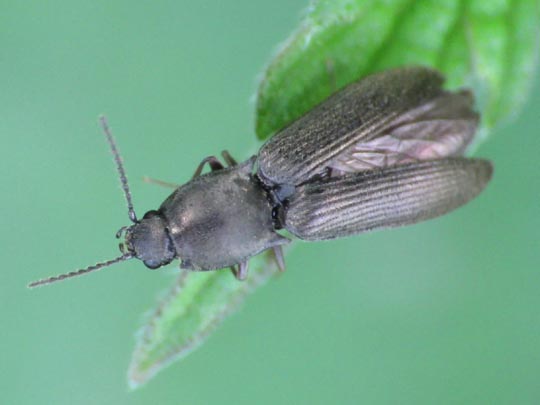 Haplotarsus incanus