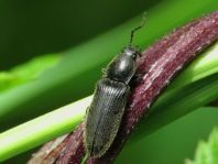 Hemicrepidius sp.
